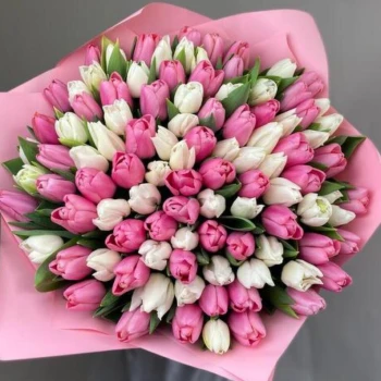 101 tulips in delicate shades