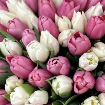 101 tulips in delicate shades
