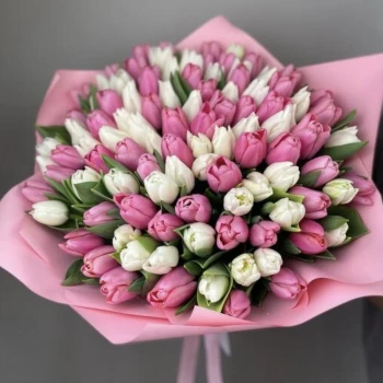 101 tulips in delicate shades