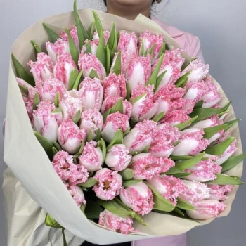 51 luxurious tulips