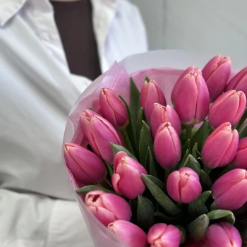 31 bright pink tulips