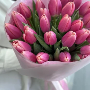 31 bright pink tulips
