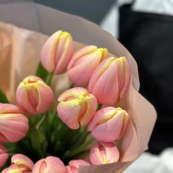 21 Mango tulips